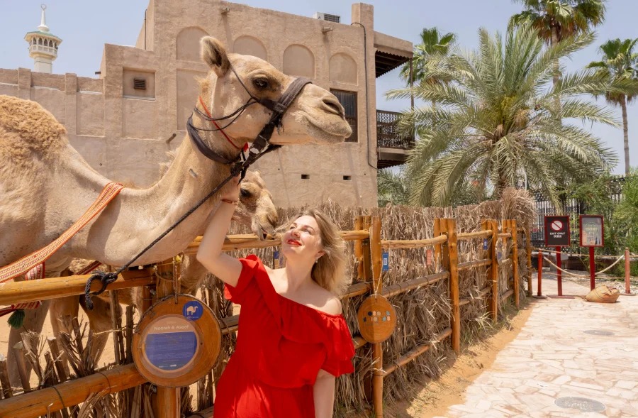 Emirati heritage - camel encounter